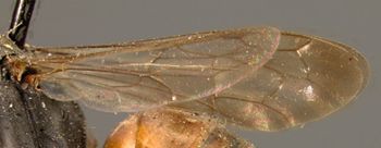 Media type: image;   Entomology 25892 Aspect: wing